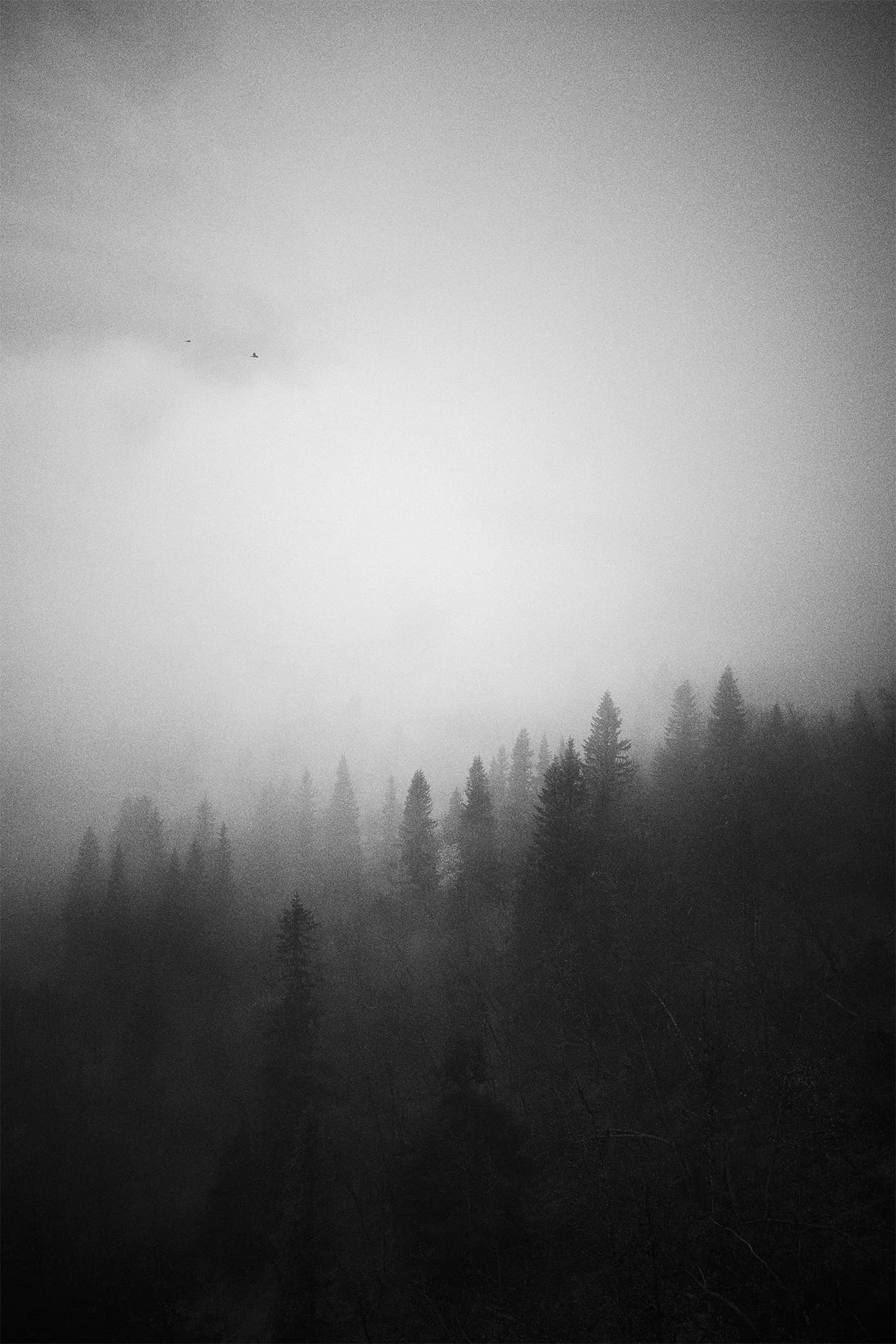 North, Woods, Mist, Crows, Åre, Sweden.